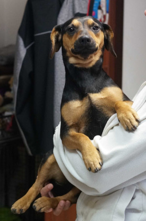 Laila - rezervovaná (TD)